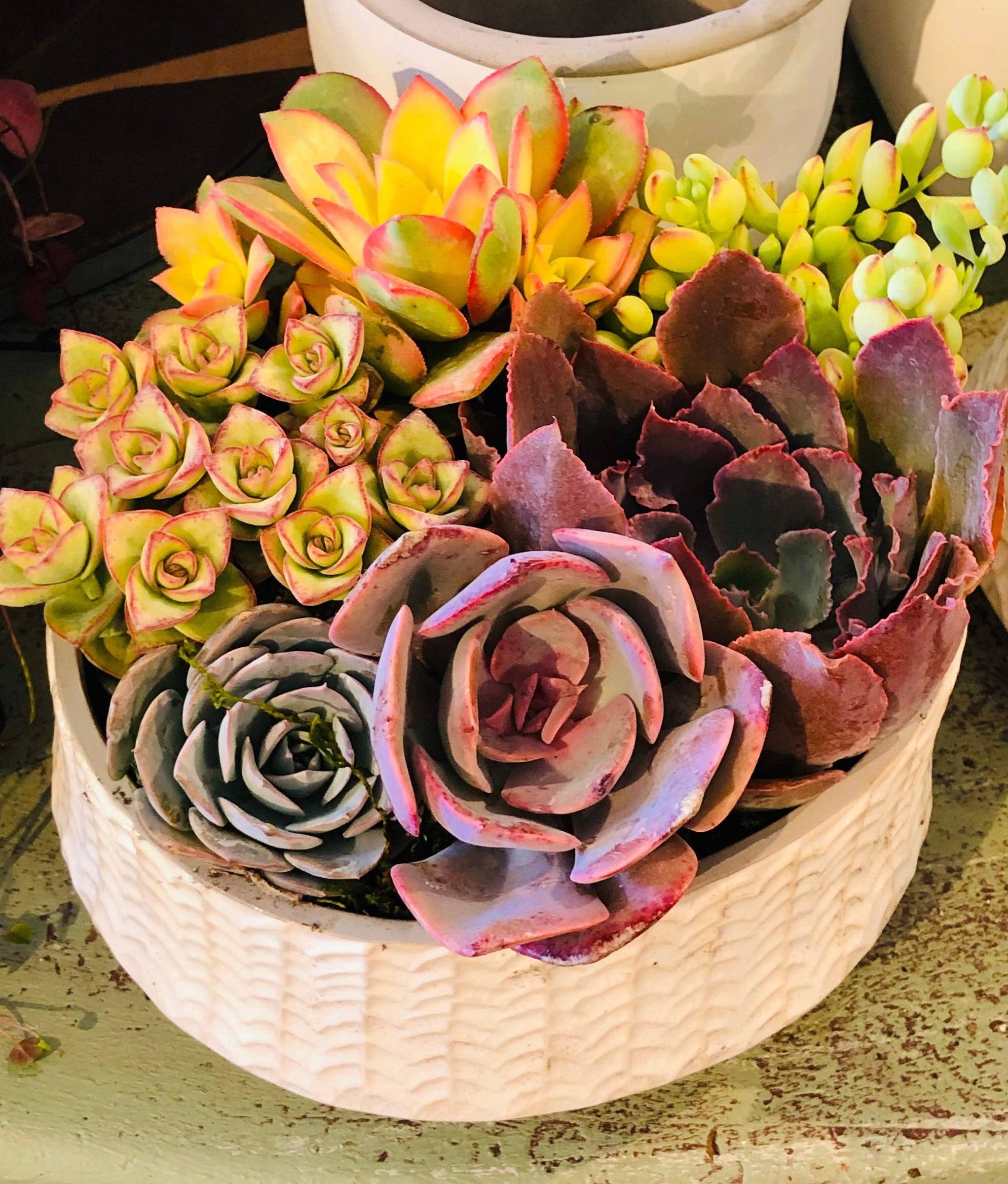 Mother’s Day Pre-order! 6 Inch Ceramic Low Bowl With Succulents